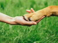 Spendenaktion für Haustiere geflüchteter Ukrainer
