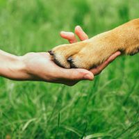 Spendenaktion für Haustiere geflüchteter Ukrainer