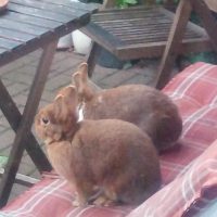Zwei Kaninchen (vermisst seit 8.3.2022)